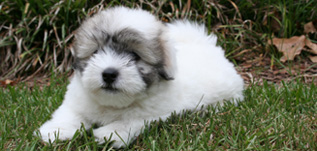 Tri-colored puppy