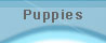 puppies