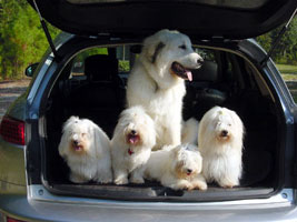 Our Gang of 5