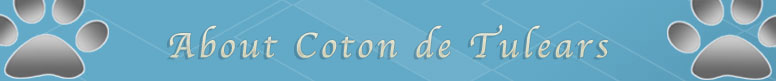 About Coton de Tulears
