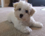 Bebe Darling