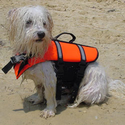 Beach Dog