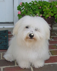 Bogey Puppy Superstar