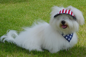Bo July 4 in grass