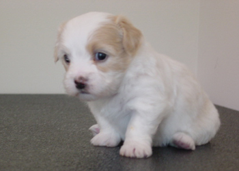 Frankie 4 weeks