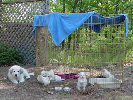 Jesse Guarding Pups