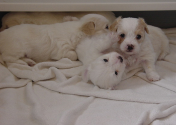 Litter 4 Weeks