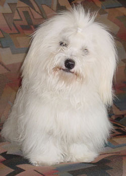 Bogey