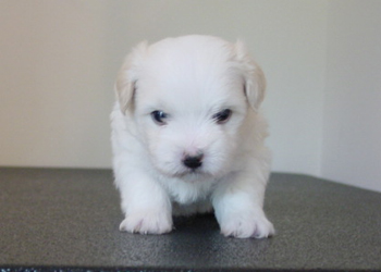 Rhett Butler 4 weeks