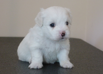 Scarlet 4 weeks
