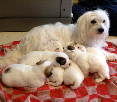 Soph/Oliver Pups three weeks