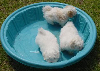 Swimming